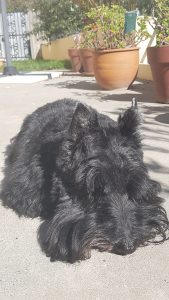 Scottish Terrier Kara