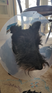 Scottish Terrier's unknown journey with Cataracts