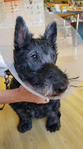 10 year old Scottish Terrier post an operation to remove cataracts