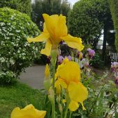 Summer is coming at Le Petit Hotel Summer flowers